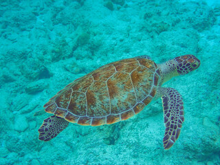 Obraz premium Snorkeling with green sea turtles (Chelonia mydas), 1000 steps beach, Bonaire, Southern Caribbean Sea