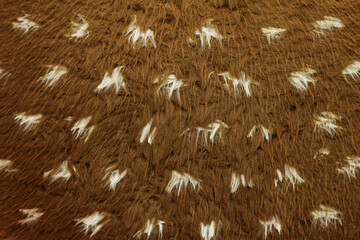 Brown faux deer fur for the background. © ANDI