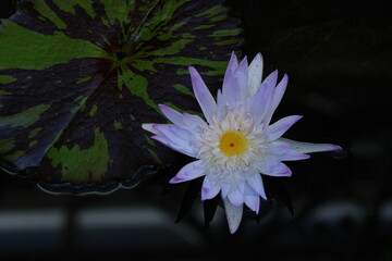 水面に優雅に浮かぶ