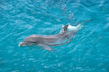 Common bottlenose dolphin or Atlantic bottlenose dolphin swimming in the Caribbean Sea, Willemstad, Cura&ccedil;ao