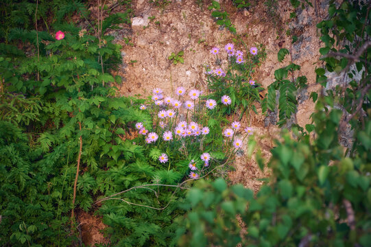 Цветущая альпийская астра (Aster alpinus)