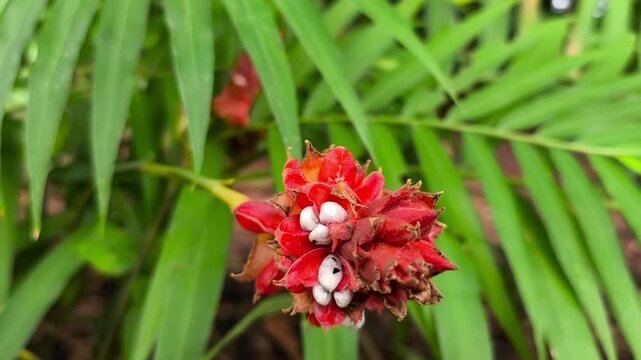 Wild spiral ginger displaying bright red bracts among dense green tropical undergrowth
