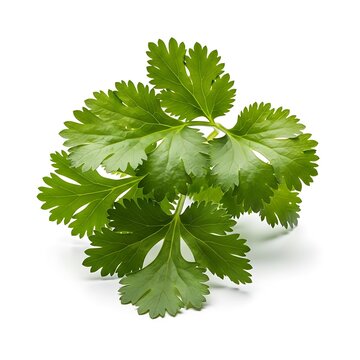 Fresh bunch of bright green cilantro leaves displayed against a plain background. corriander