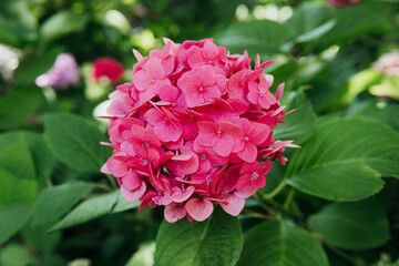 Fototapeta premium Pink hydrangea macrophylla flowers blooming for garden decoration and romantic floral concept