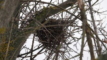Gniazdo widoczne na drzewie zimową porą. Gałęzie drzewa bez liści.  © tomo81