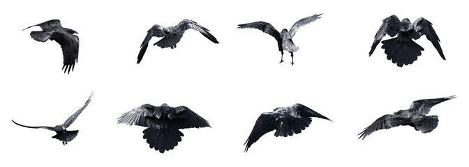 Fototapeta premium Flying Crow Collection Isolated on Transparent PNG Background