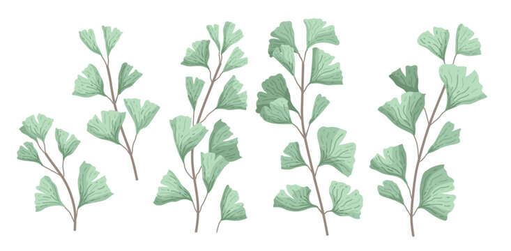 ginkgo biloba known as the ginko or gingko leaves