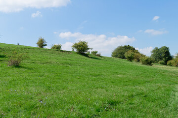 Obraz premium Green grassy hill under a blue sky with scattered trees on a bright, sunny day.