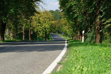 Obraz premium A winding road through a vibrant green forest on a bright, sunny day.