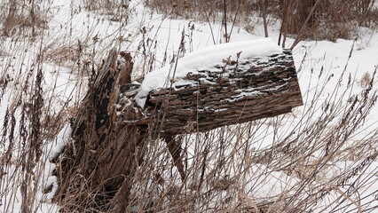 Krajobraz zimowy w lesie. Warstwa śniegu leżąca na runie leśnym. Ośnieżone konary drzew. © tomo81