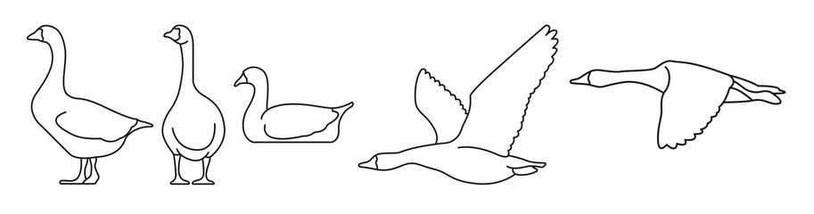  outlines of goose in multiple positions © Dokzp