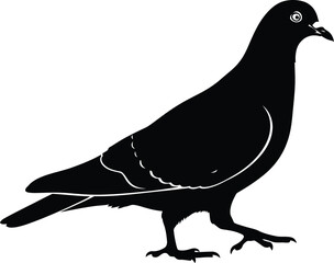 Pigeon walks gently forward displaying a simple black silhouette profile.