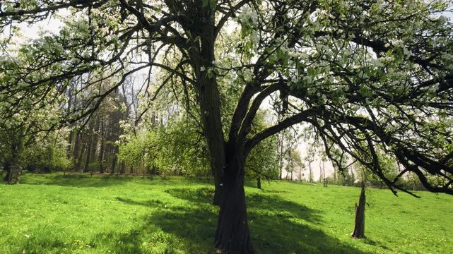 Beautiful blossoming tree on a meadow in spring, with slow movement, falling petals and the sun behind the branches