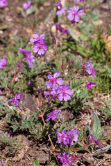 Obraz premium Wild flower in nature. Scientific name: Geranium macrostylum