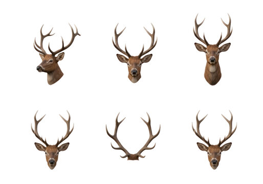 Set Of Six Deer Head And Antler Variations Isolated Transparent Background