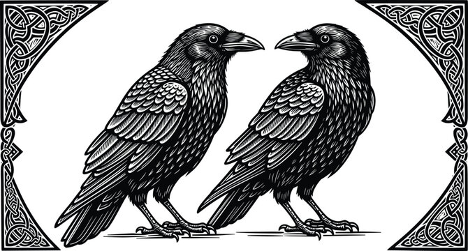 Black and white hand drawn vector illustration of two crows with detailed feathers and ornate celtic knots for gothic mythology nature and bird branding,