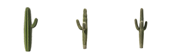 Set of Tall Saguaro Cacti Isolated on White Background for Desert Landscape and Western Design © Gadda