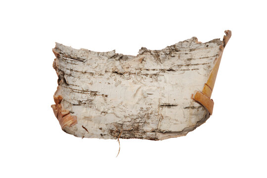 A piece of birch bark isolated on a transparent background
