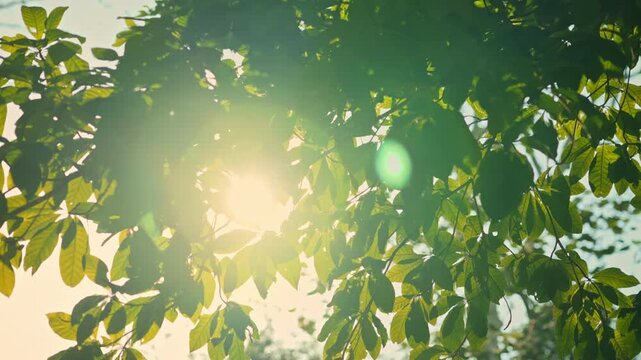 B roll - Green leaves forest in spring morning sunlight, Bright green trees leaves sway in wind, Sun rays break through fresh foliage branch. Bokeh background. Sun shining.