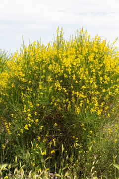 Spartium junceum is a shrub species native to the Mediterranean from the legume family (Fabaceae).