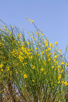 Spartium junceum is a shrub species native to the Mediterranean from the legume family (Fabaceae).