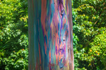 Closeup of the trunk of a rainbow eucalyptus tree (Eucalyptus deglupta) in the highland rainforests on the island of Grenada © Luis