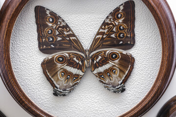 Caligo illioneus butterfly wings open display mounted within wooden circular frame © reddish