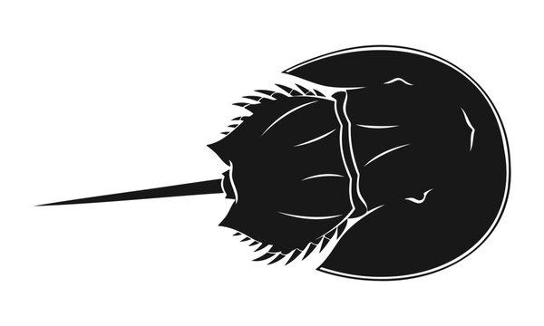 Horseshoe Crab Silhouette Top View &ndash; Marine Arthropod Vector