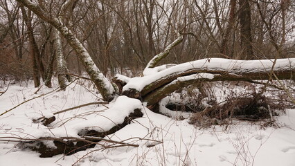 Krajobraz zimowy w lesie. Warstwa śniegu leżąca na runie leśnym. Ośnieżone konary drzew. © tomo81