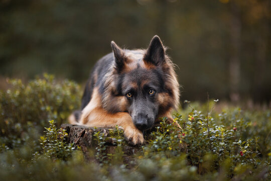 german shepherd dog