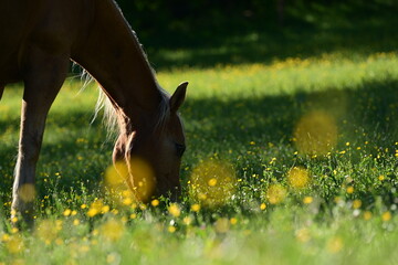 Schönes Pferd grast friedlich auf üppig blühender Wiese