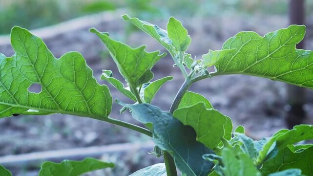 Eggplant leaf vegetable plant garden agriculture closeup green foliage organic farming fresh growth summer crop natural texture backyard garden