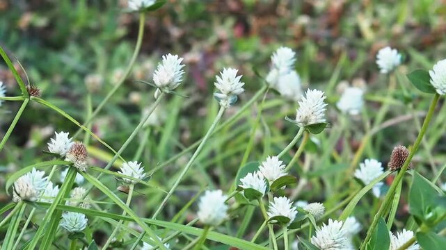 White clover flower field nature meadow lawn plant outdoor summer weed wildflower green grass garden soft focus natural background