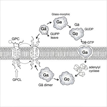 Scientific diagram of the G-protein coupled receptor signaling cycle across a cell membrane