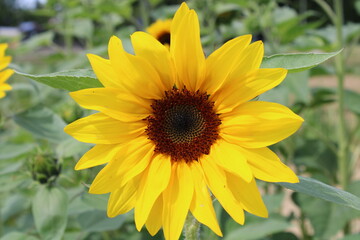 Sonnenblume: Blumen und Pflanzen