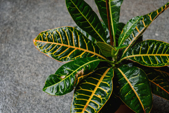 Close-up detail of the leaves of a croton plant wet after watering