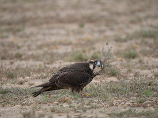 Fototapeta premium Lannerfalke, Lanner, Falco biarmicus