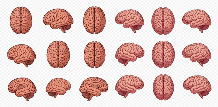 Set of human brain illustrations from various angles, top, side, and front views, on transparent background.
