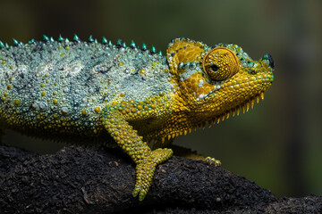 Helmeted Chameleon (Trioceros hoehnelii) is native to Eastern Africa, mainly in Kenya and Uganda.