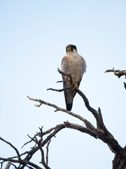Lannerfalke, Lanner, Falco biarmicus