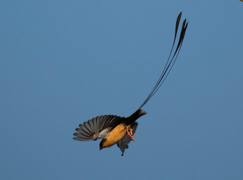 K&ouml;nigswitwe (Vidua regia)