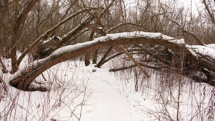 Krajobraz zimowy w lesie. Warstwa śniegu leżąca na runie leśnym. Ośnieżone konary drzew. © tomo81
