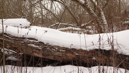Zima w lesie i śnieg widoczny na powalonych pniach drzew. © tomo81