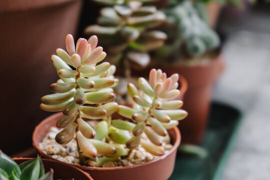 Close-up detail of the succulent plant Sedum rubrotinctum aurora variegata