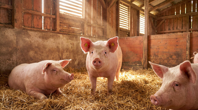 Three happy pink pigs, one standing curiously, two resting, enjoying a cozy, sunlit rustic barn on a soft bed of golden straw