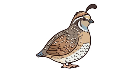 Fototapeta premium Illustration of a quail bird with detailed feather patterns and distinctive head plume.