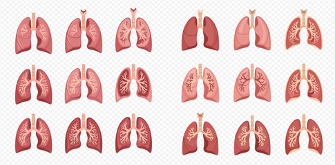 Human lungs anatomy vector set showing various views and conditions for medical illustration.