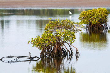 Mangrove au Sénégal © PPJ