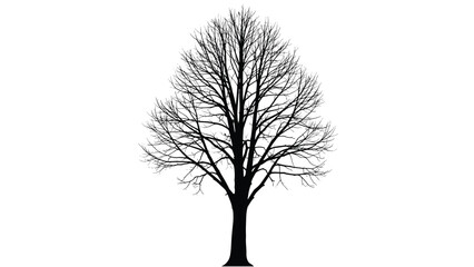A striking black silhouette of a deciduous tree, showcasing its bare branches and intricate twig structure against a clean white background. © Kana