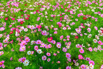Fototapeta premium Colorful Cosmos Flower Field Background